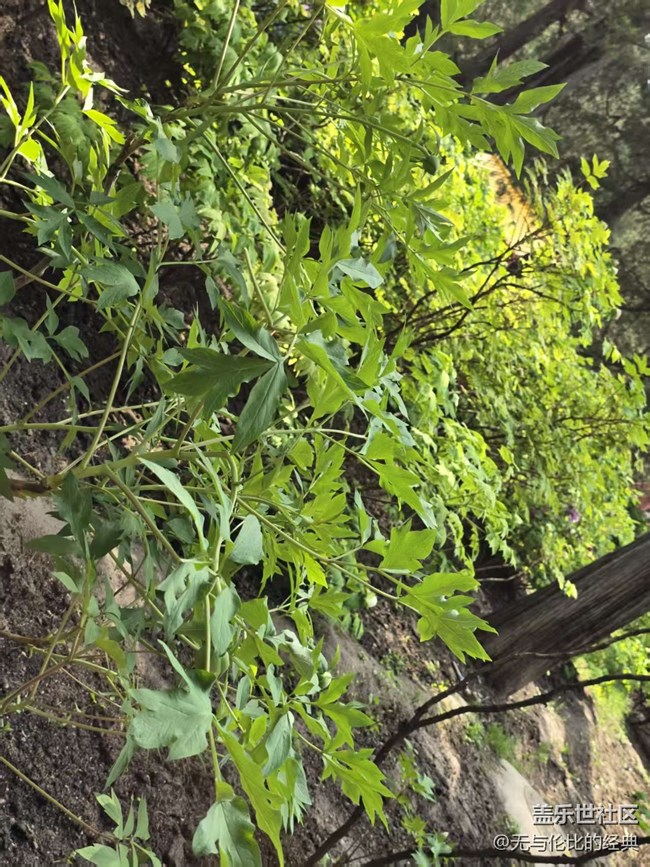 【拈花拾趣】牡丹與春花