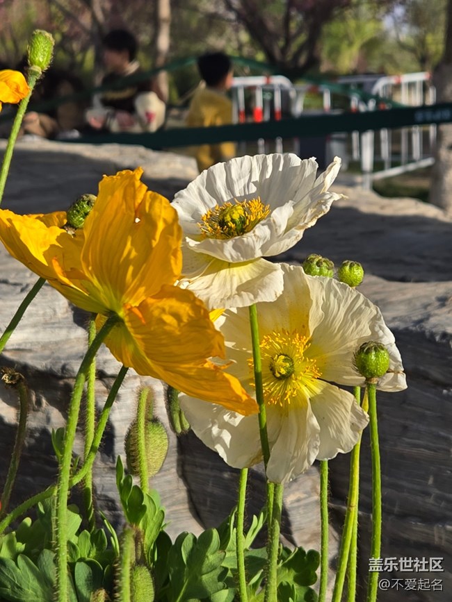 【拈花拾趣】漫步繁花