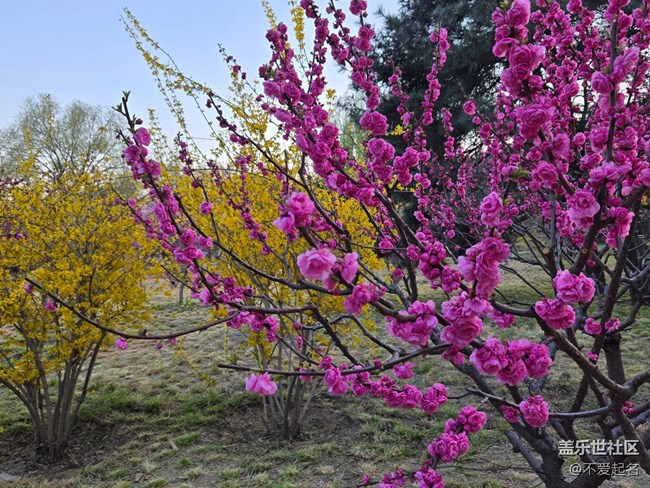 【拈花拾趣】花開似霞