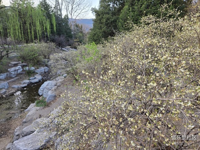 【拈花拾趣】春花爛漫