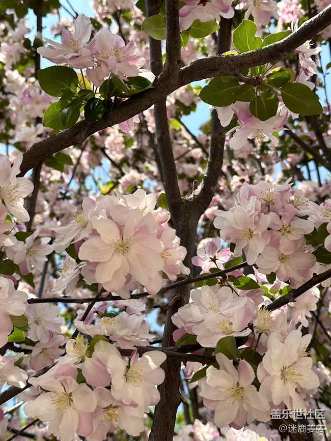 【春風(fēng)得意時(shí)】踏春賞花，盡興而歸