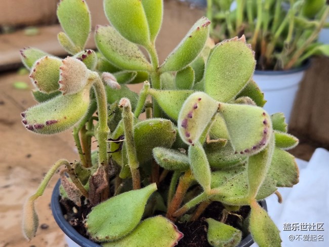 【拈花拾趣】花海飄香