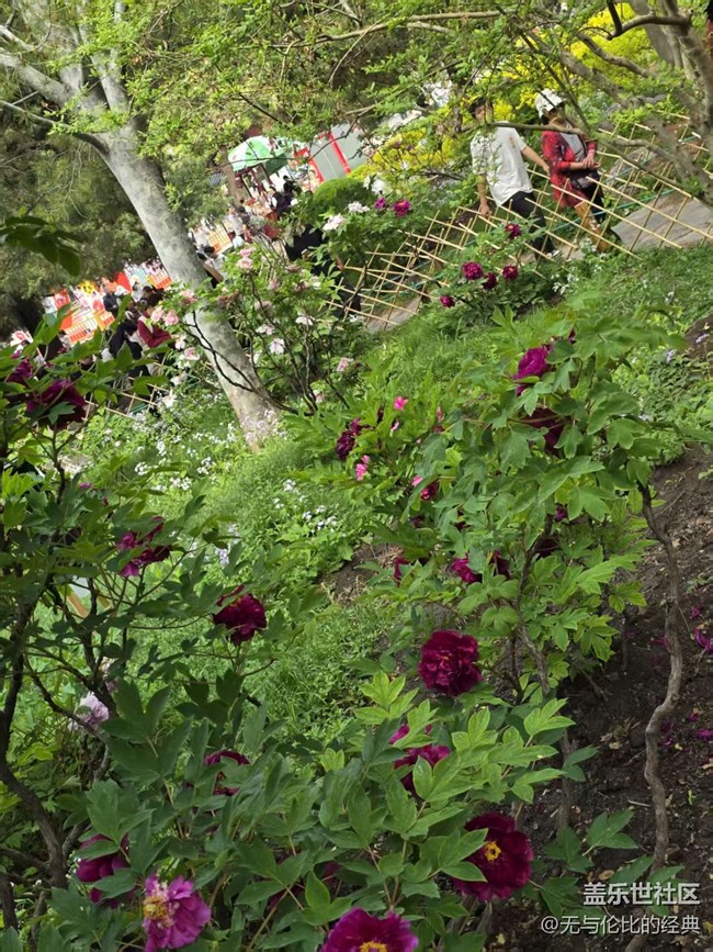 【拈花拾趣】鮮花離不開綠葉