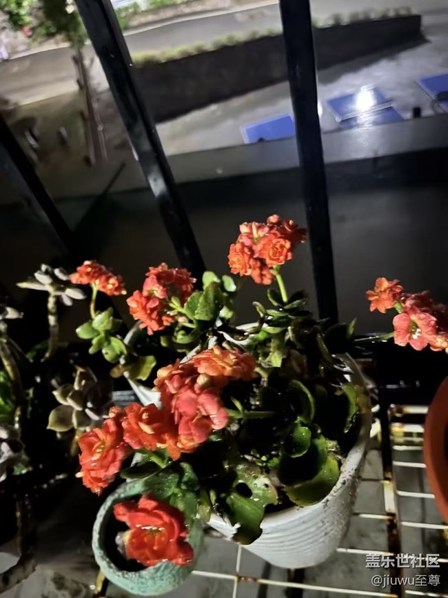 【春日盛景】花兒開