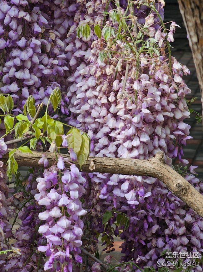 【拈花拾趣】紫花