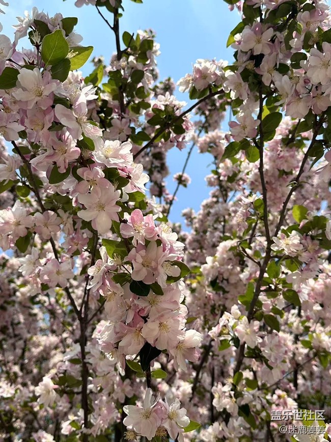 【春風(fēng)得意時(shí)】踏春賞花，盡興而歸