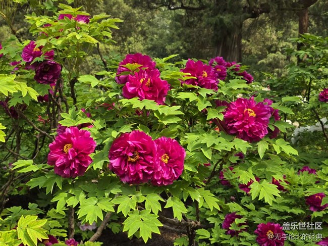 【拈花拾趣】牡丹園里走一遭