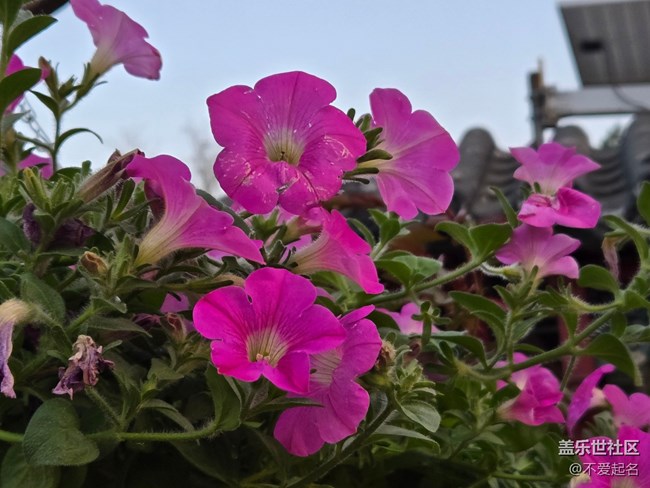 【拈花拾趣】花韻悠悠