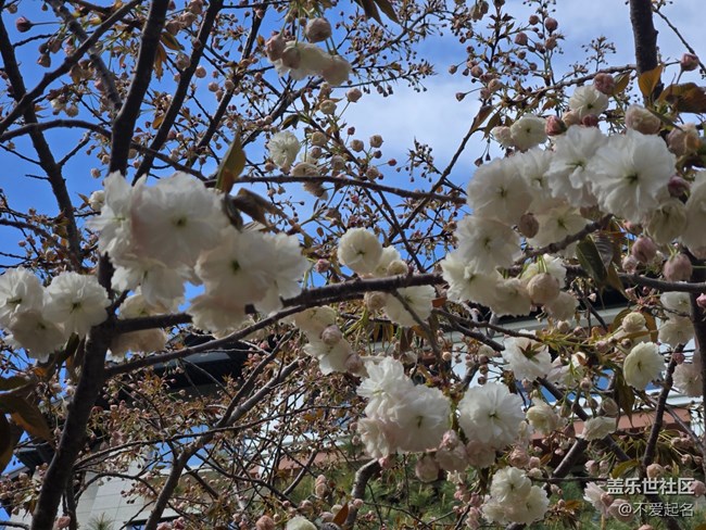 【拈花拾趣】春光旖旎