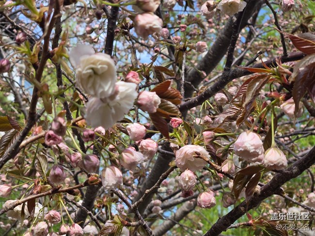 【拈花拾趣】春光旖旎