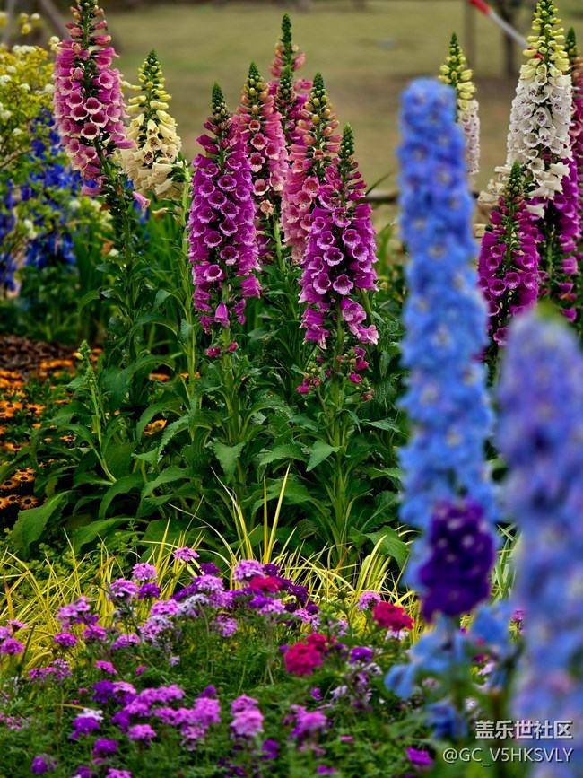 #擁抱大自然——花卉