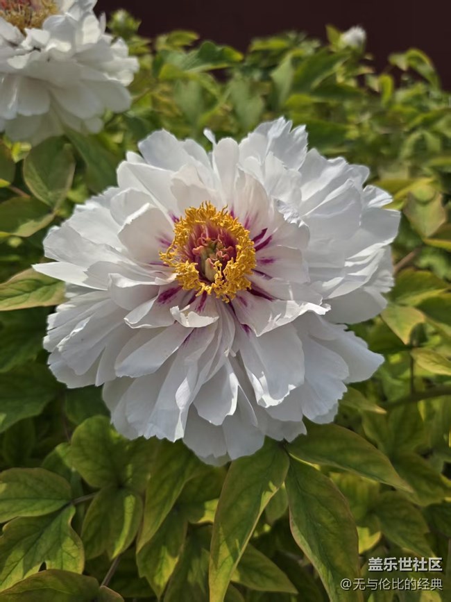 【拈花拾趣】花團(tuán)錦簇