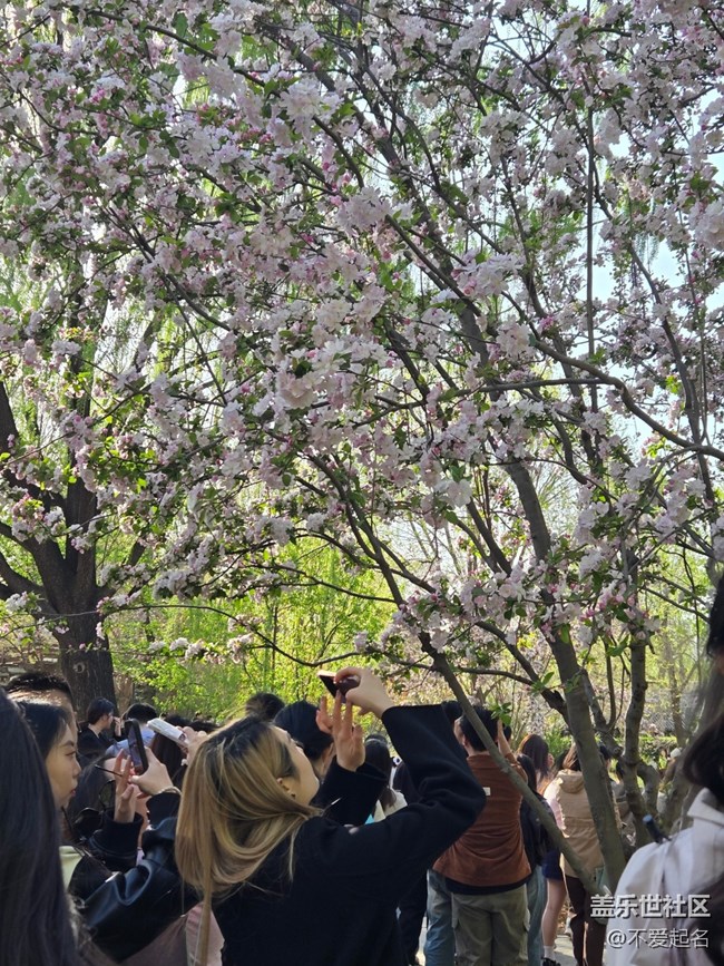【拈花拾趣】繁花似錦