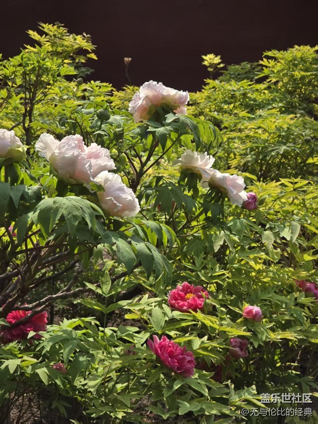 【拈花拾趣】這才是花海