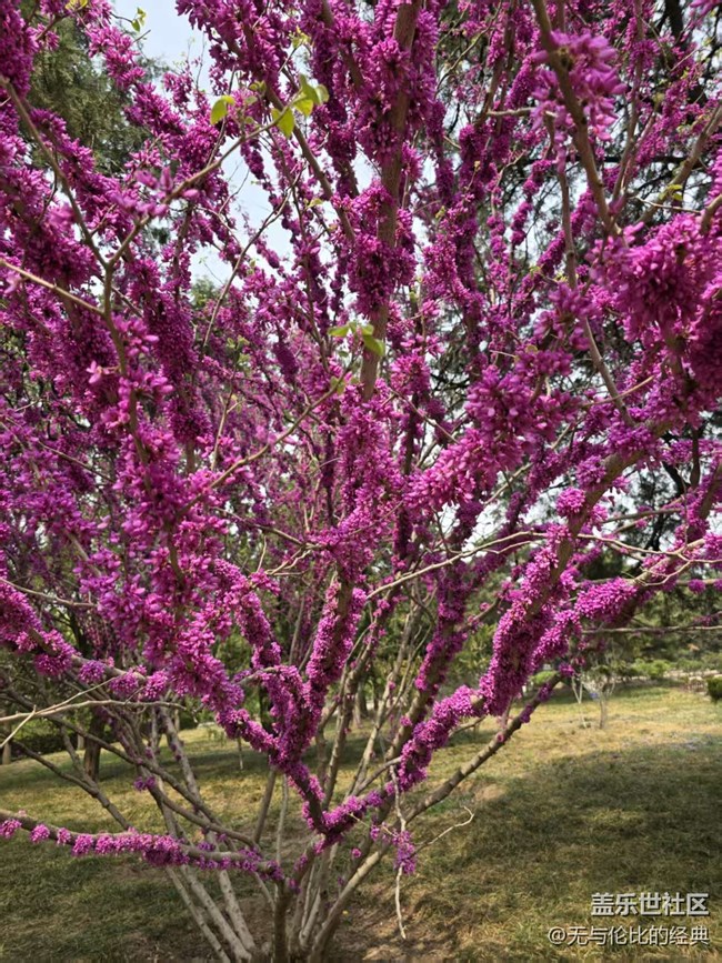 【拈花拾趣】這是什么花