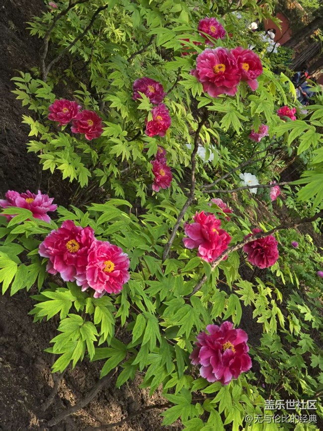 【拈花拾趣】唯有牡丹爭國色