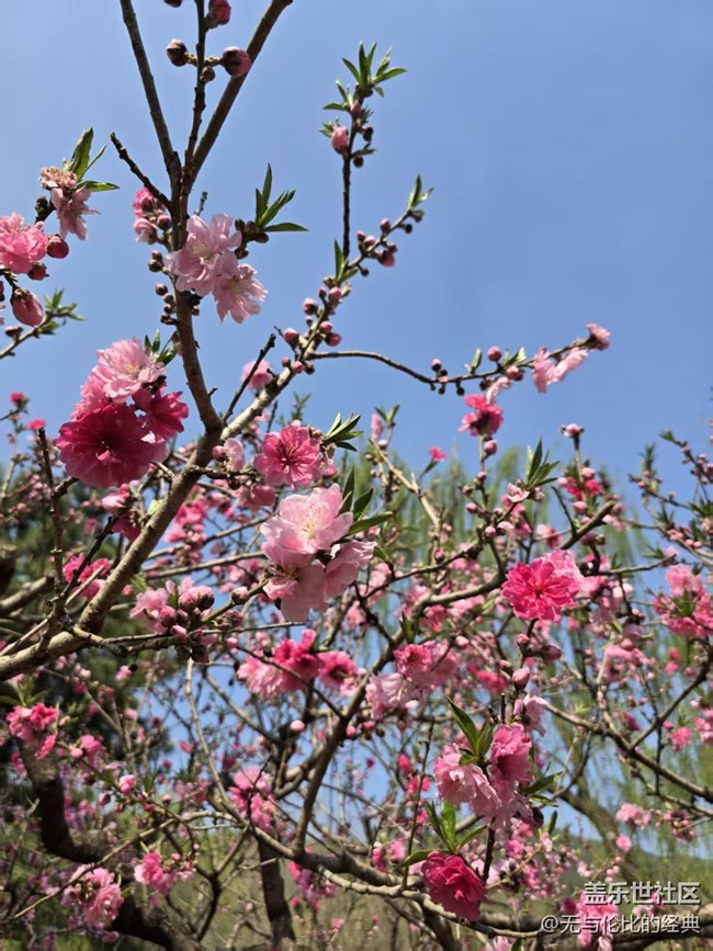 【拈花拾趣】牡丹與春花