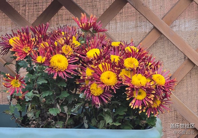 【拈花拾趣】花韻悠悠