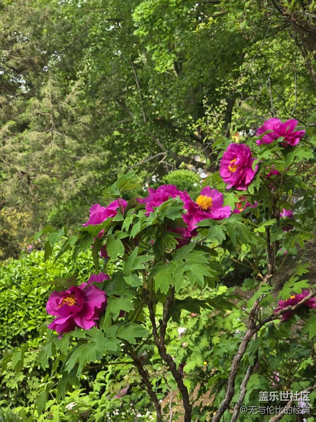 【拈花拾趣】千嬌百媚