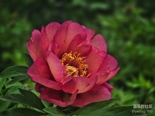 【拈花拾趣】+花開富貴