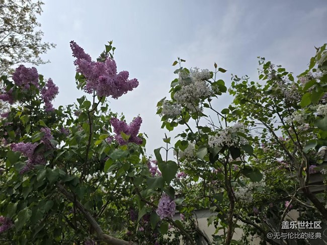 【拈花拾趣】紅黃相間