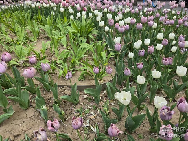 【拈花拾趣】又見春色