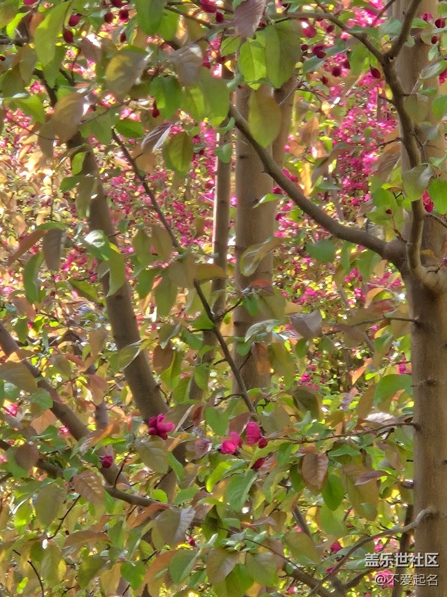 【拈花拾趣】花影婆娑