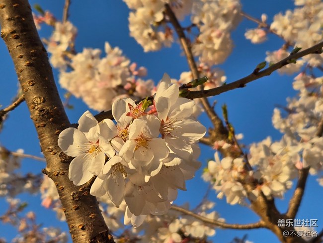 【拈花拾趣】花團錦簇