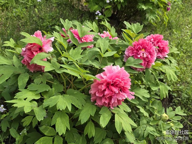 【拈花拾趣】無處不在的牡丹花