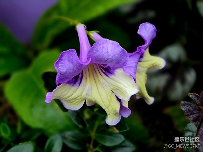 #擁抱大自然——花草