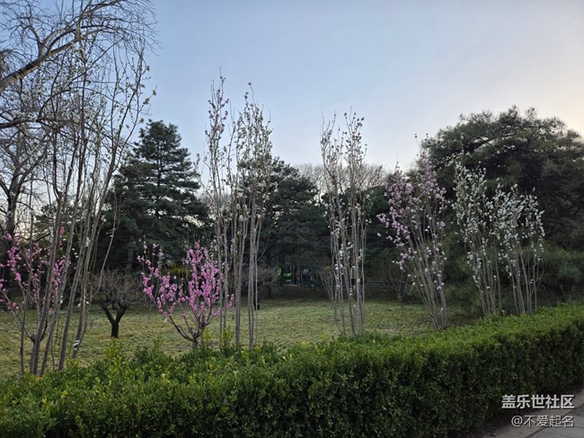 【拈花拾趣】花繁葉茂