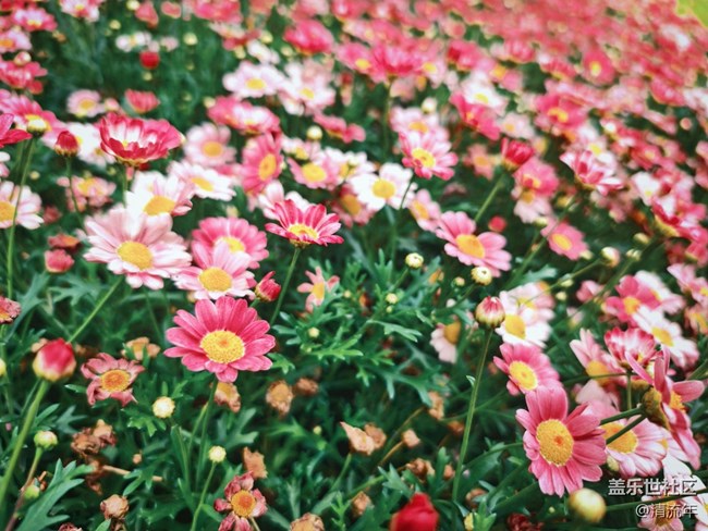 【春日盛景】春天里