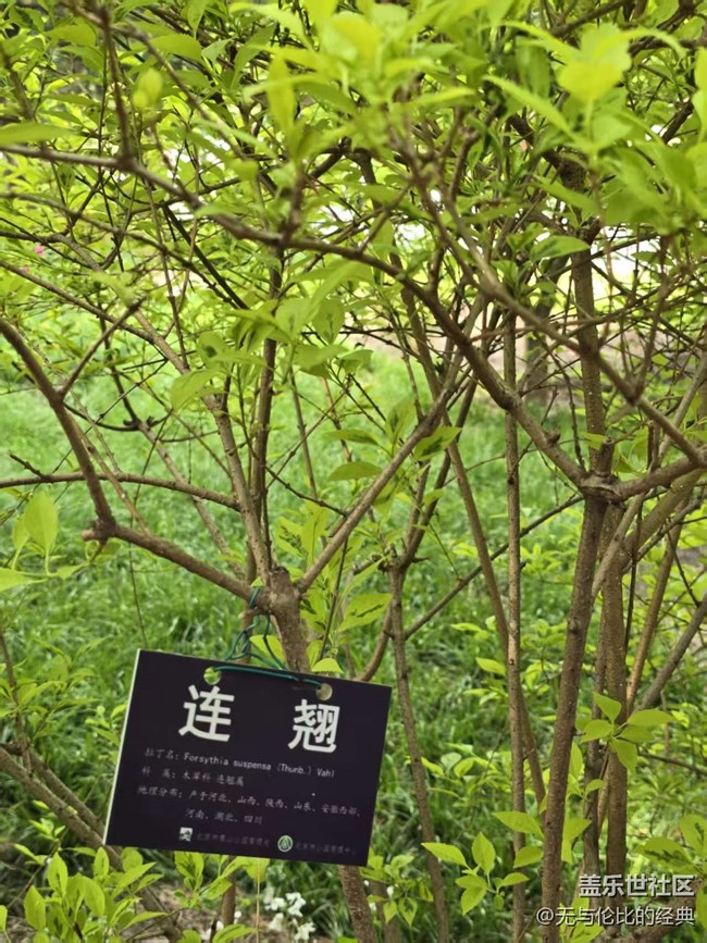 【拈花拾趣】連翹與牡丹