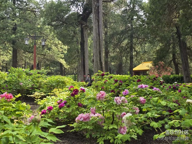 【拈花拾趣】這才是花海