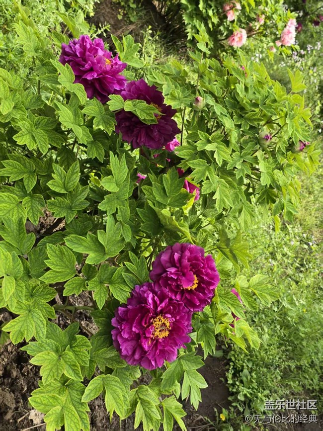 【拈花拾趣】無處不在的牡丹花