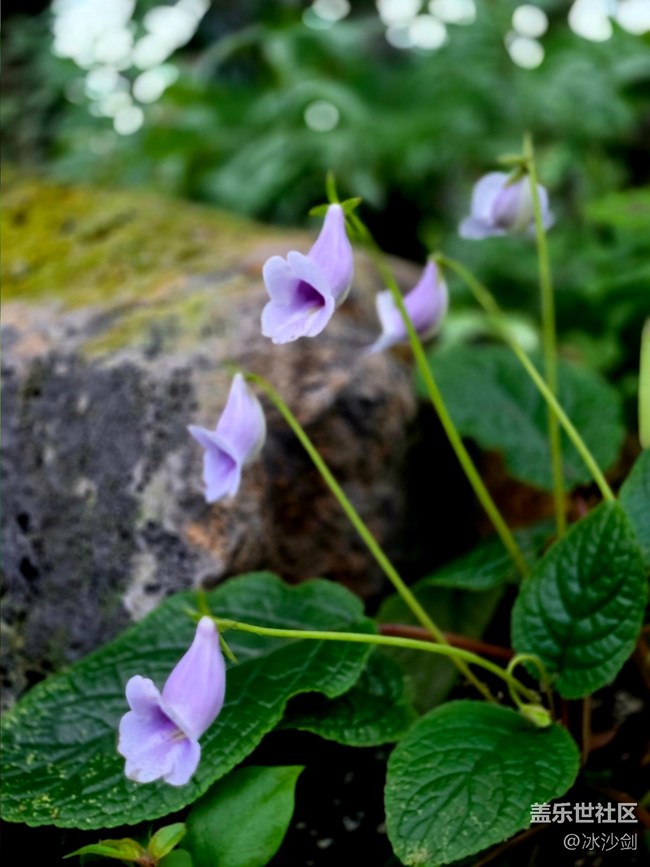 #擁抱大自然——不知名的花