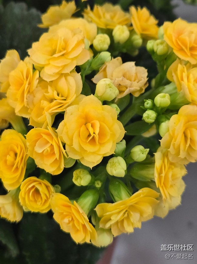 【拈花拾趣】朵朵花盛開(kāi)