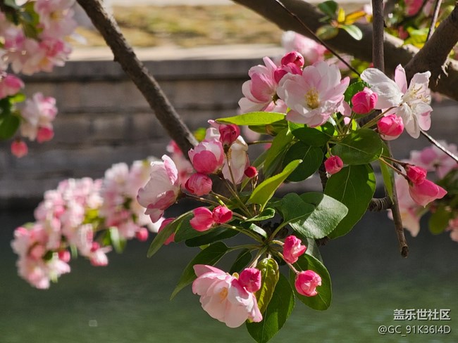 【拈花拾趣】水映花美