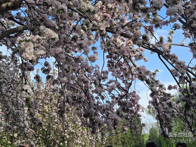 【拈花拾趣】花團(tuán)錦簇