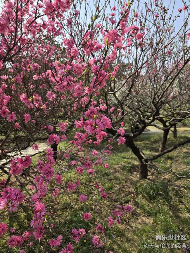 【拈花拾趣】百花齊放春滿園