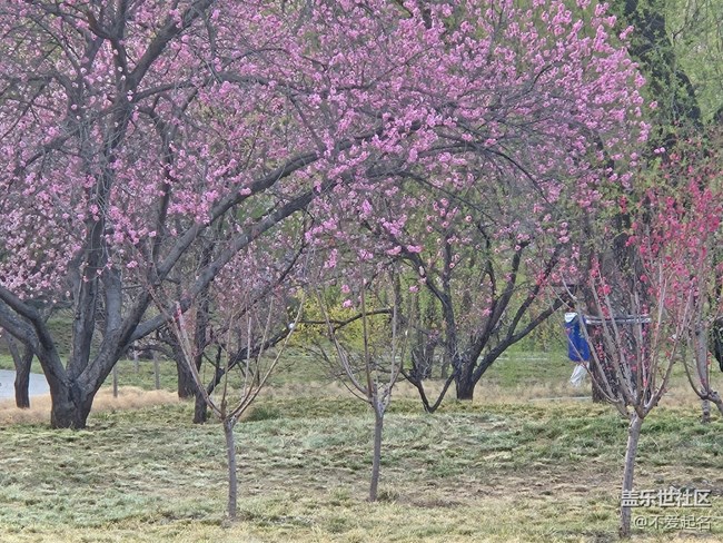 【拈花拾趣】繁花滿徑