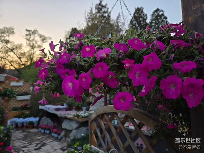 【拈花拾趣】花韻悠悠