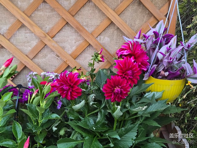 【拈花拾趣】花開成詩