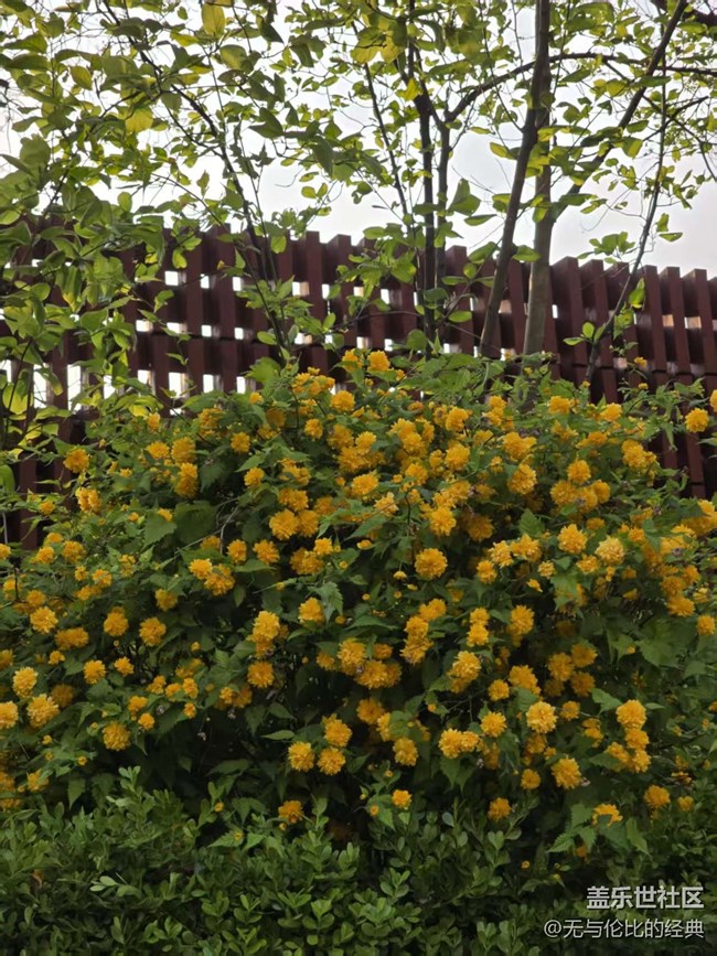 【拈花拾趣】這是什么花