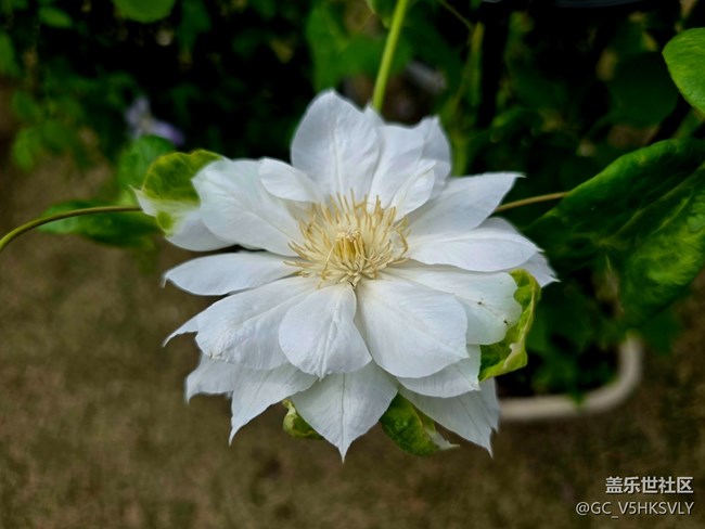 #擁抱大自然——花卉