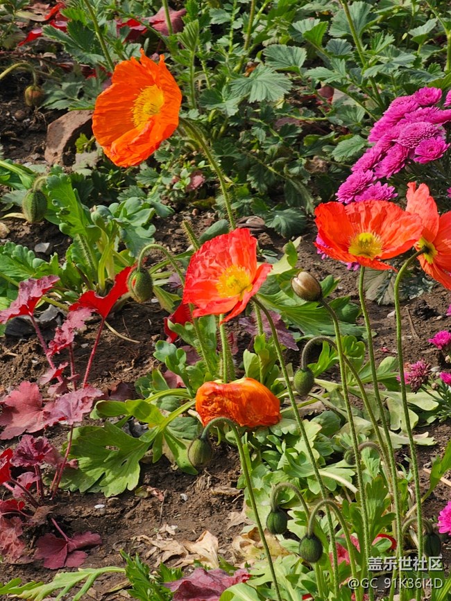 【拈花拾趣】公園