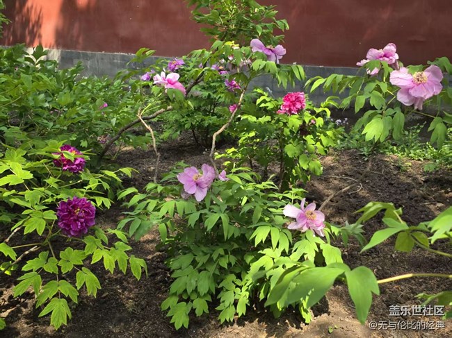 【拈花拾趣】牡丹仙子之瑞春花開