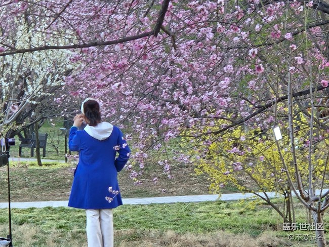 【拈花拾趣】花開似霞