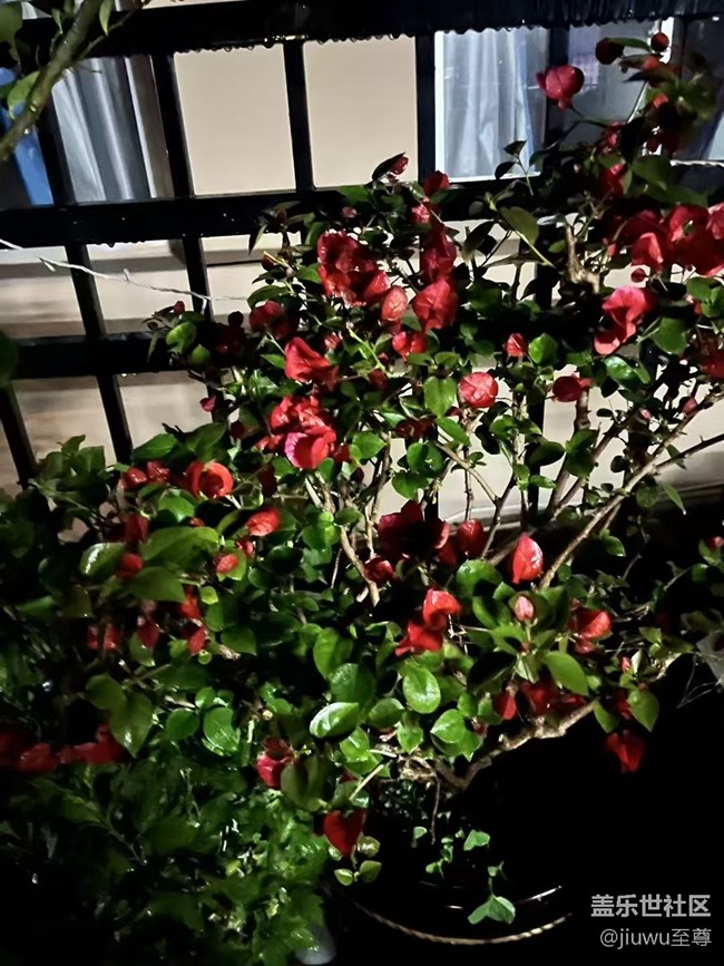 【春日盛景】花兒開