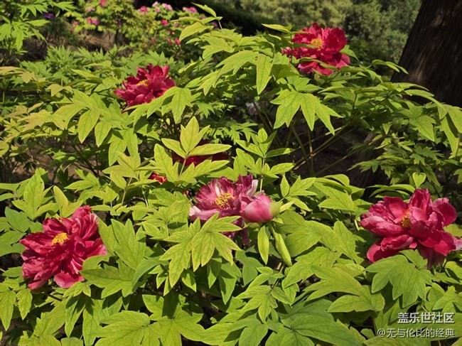 【拈花拾趣】牡丹園里走一遭